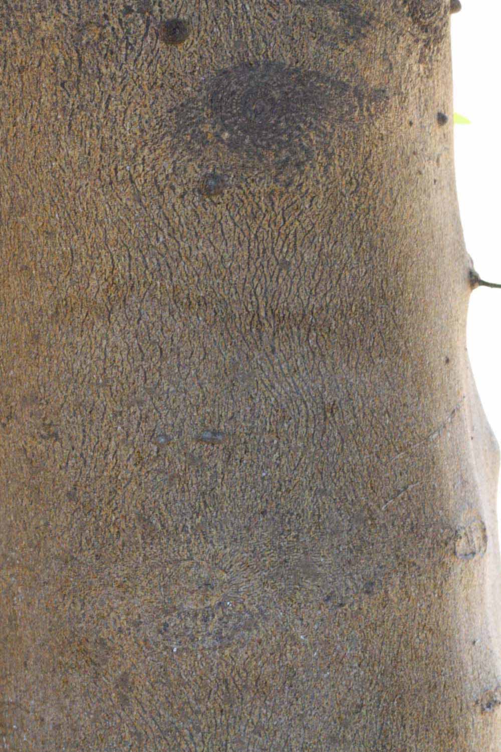            Bark (Riverside, CA)   